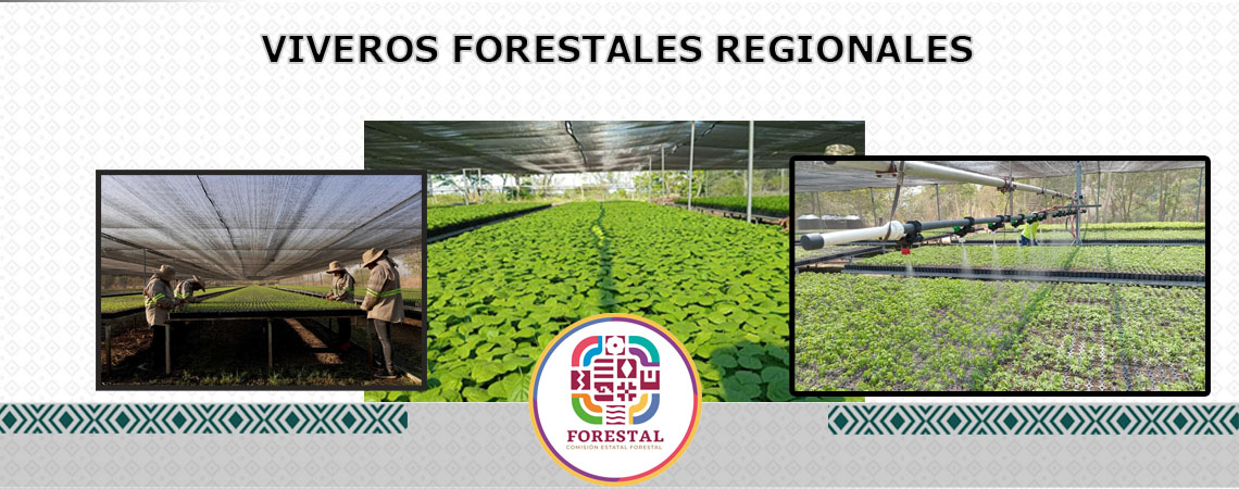 Viveros Forestales Regionales.