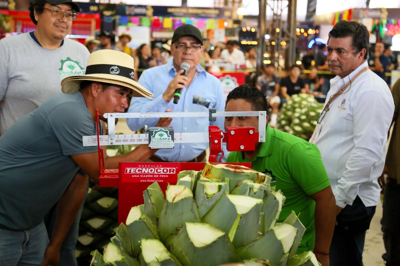 ¡De 304 kilos, la piña de maguey más pesada en la Feria del Mezcal 2024!