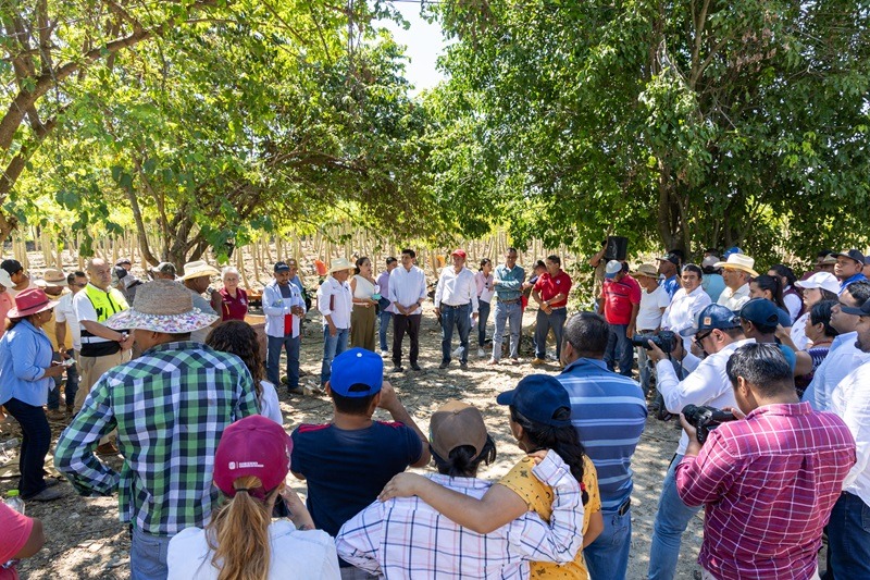 Refrenda Gobierno de Oaxaca apoyo a productores de papaya afectados en Santa María Huazolotitlán